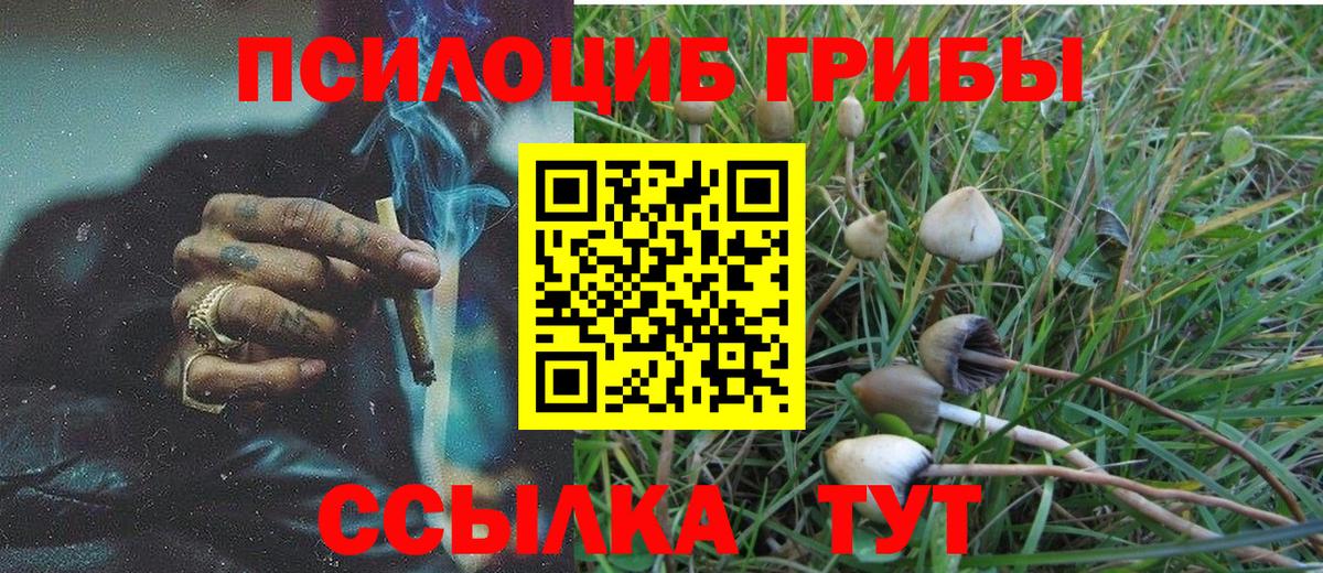 Горно-Алтайск  Псилоцибиновые грибы Psilocybine cubensis  Вход с VPN 